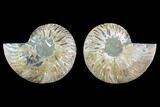 Sliced Ammonite Fossil - Agatized #123196-1